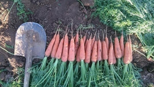  морковь оптом от производителя в Волгоградской области